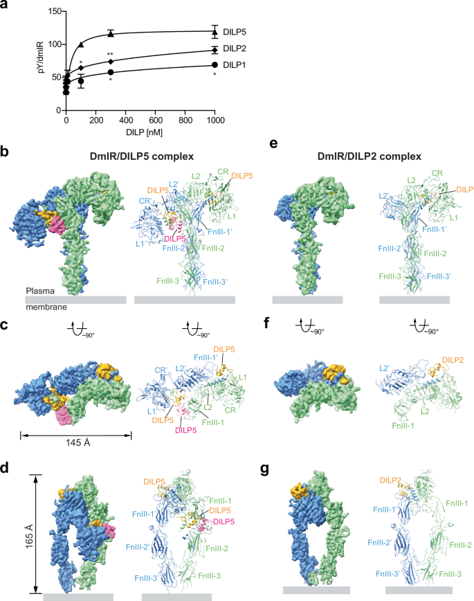 Fig. 1: Overall structures of the dmIR/DILP5 and dmIR/DILP2 complexes.