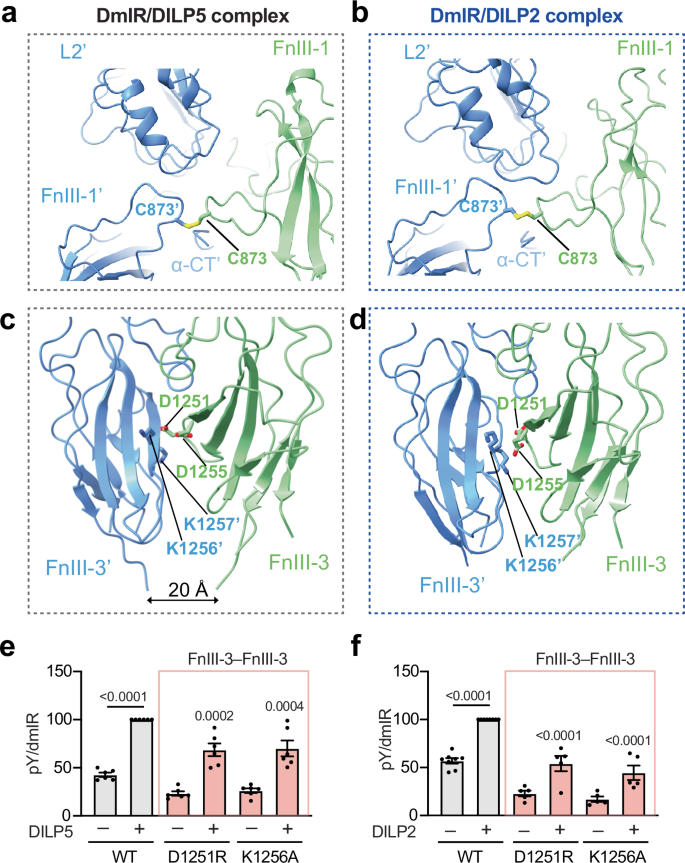 Fig. 3: Domain-domain interactions in dmIR/DILP5 and dmIR/DILP2 complexes.