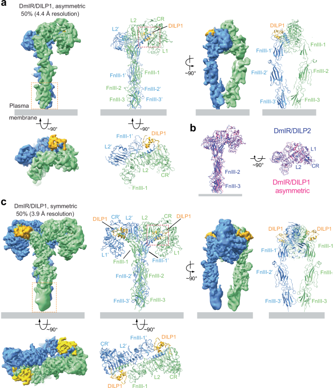 Fig. 4: Overall structures of the dmIR/DILP1 complex.