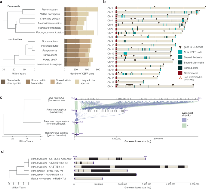 Fig. 1: Mouse displays several evolutionary young KZFP gene clusters with partially unknown sequence.