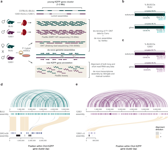 Fig. 2: De novo assemblies for the C57BL/6 J (BL6J) and 129S1/SvImJ (129S1) reveal that the Chr4 KZFP gene cluster is much larger than previously estimated.