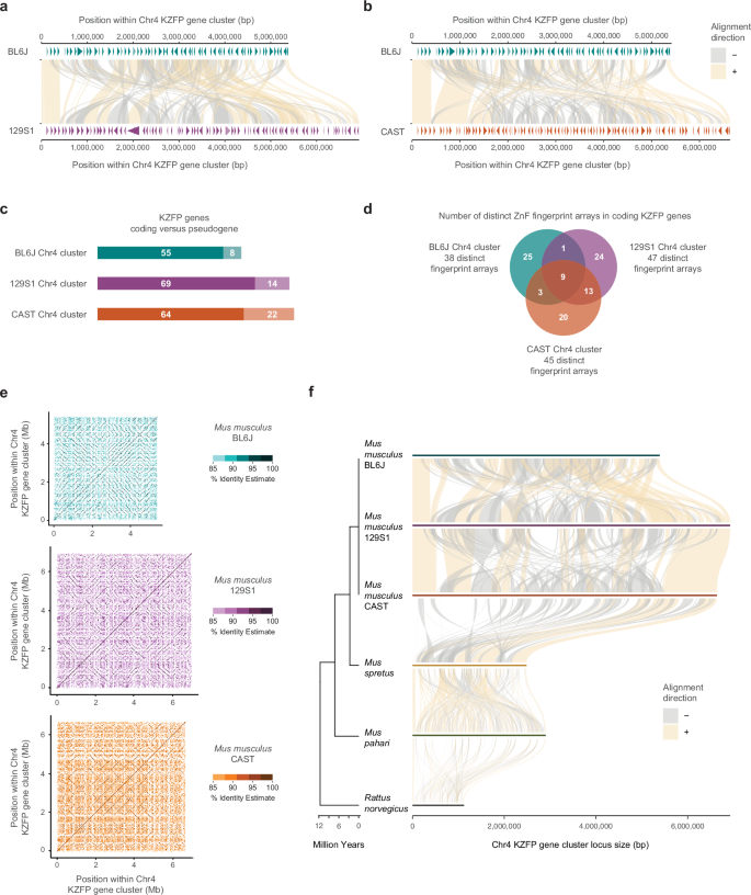 Fig. 3: The Chr4 KZFP gene cluster is highly heterogeneous between mouse strains and species.