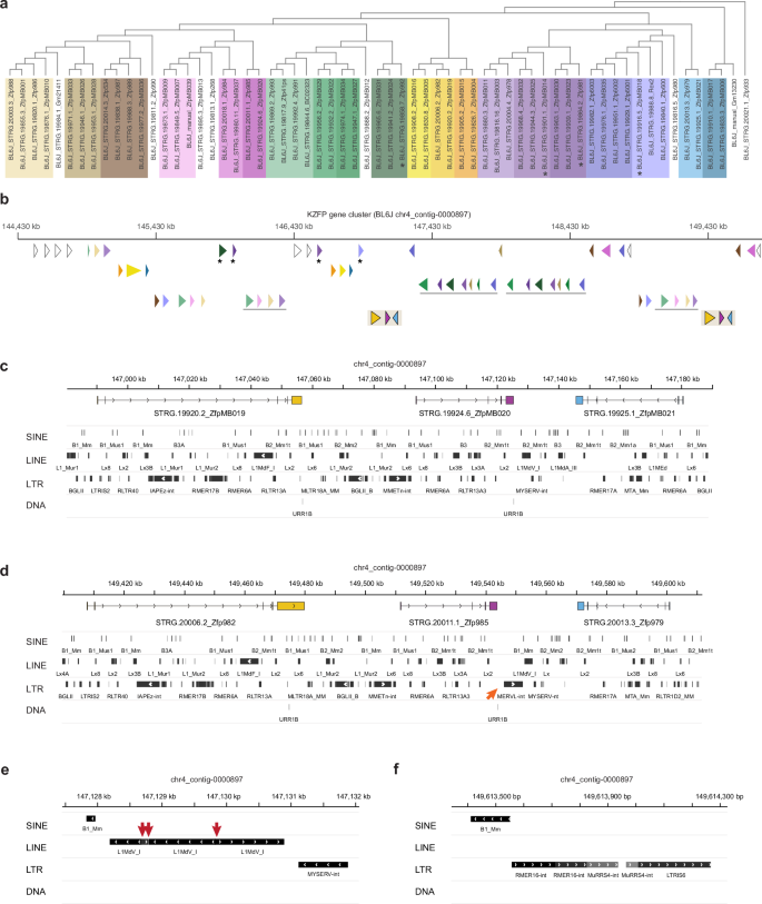 Fig. 4: The Chr4 KZFP gene cluster expanded by large segmental duplications spanning several genes and TEs.