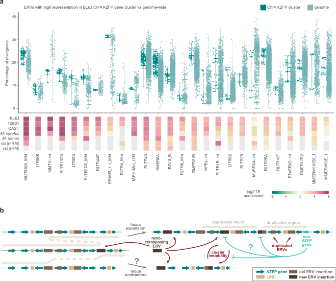 Fig. 5: Highly represented ERVs in the Chr4 KZFP gene cluster increased their number by duplication.