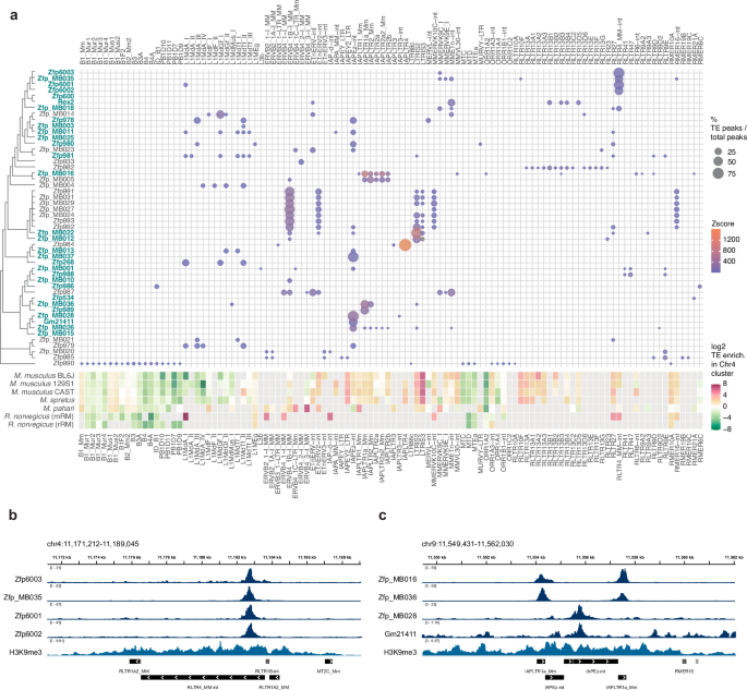 Fig. 6: Several KZFPs in the BL6J Chr4 cluster bind to ERVs that display only a mild enrichment within the Chr4 cluster itself.