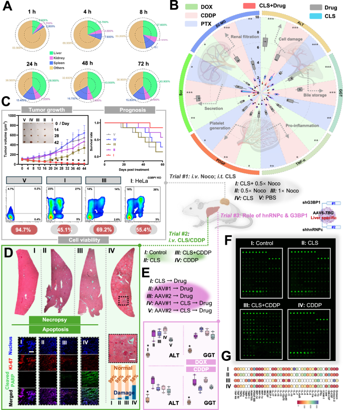 Fig. 10: In vivo therapeutic outcome.