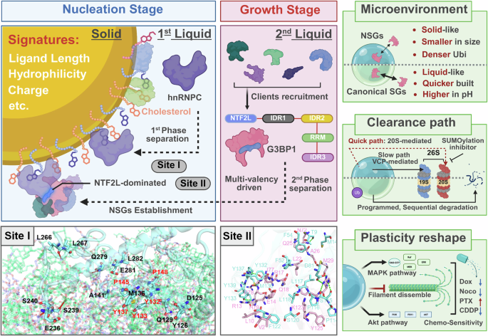 Fig. 1: Formation mechanism and key features of NSGs.