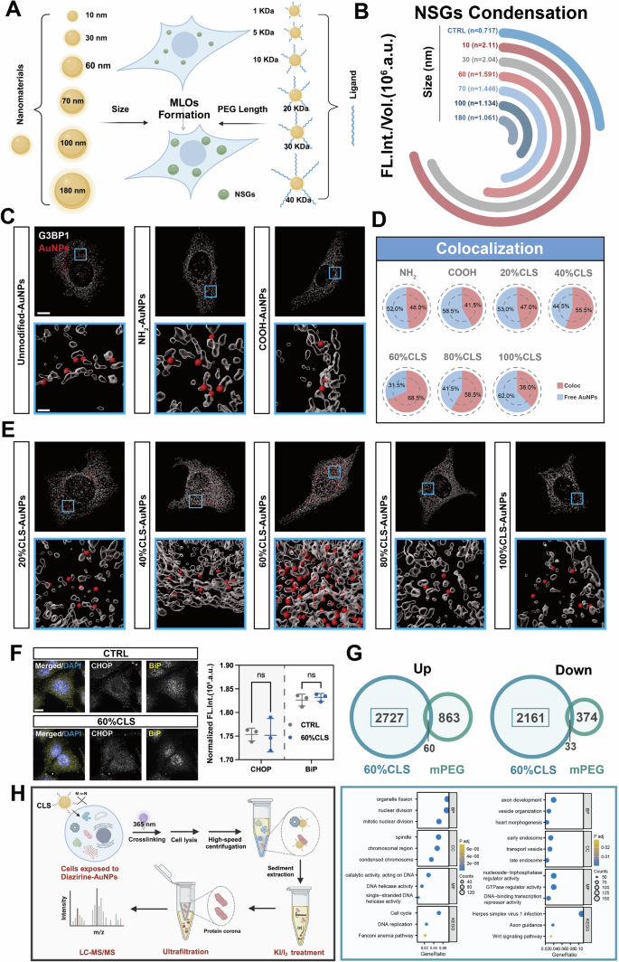 Fig. 2: Suitably functionalized nanomaterials stimulate NSGs.