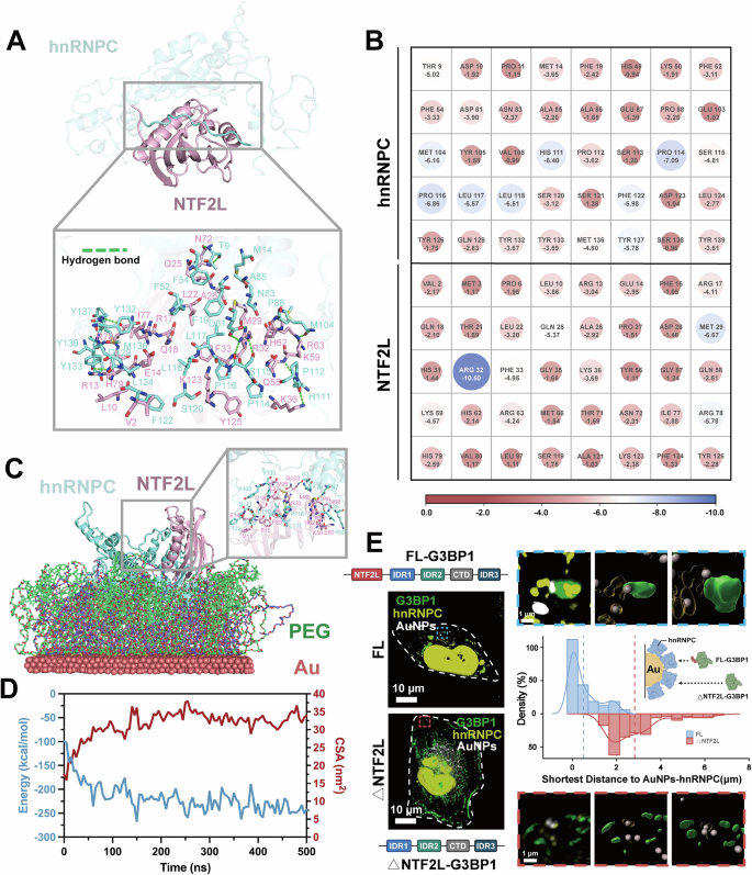 Fig. 5: Mechanism underlying hnRNPC-G3BP1 interaction.