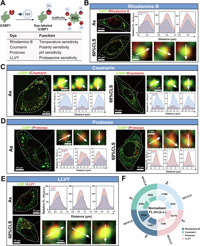 Fig. 6: Characterization of the microenvironment in NSGs.