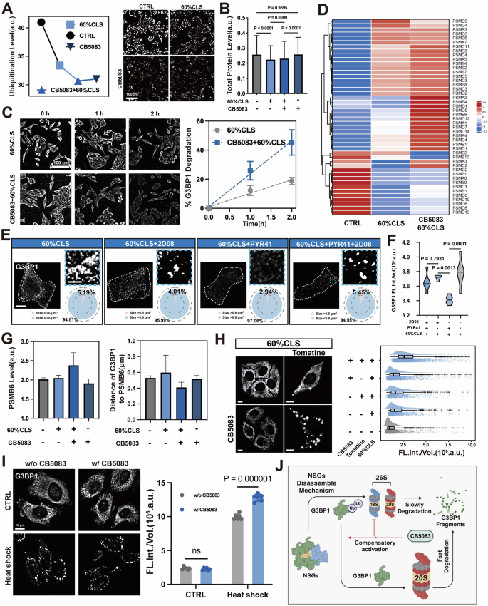 Fig. 8: SUMOylation-dependent 20S pathway underlies NSGs dissociation.
