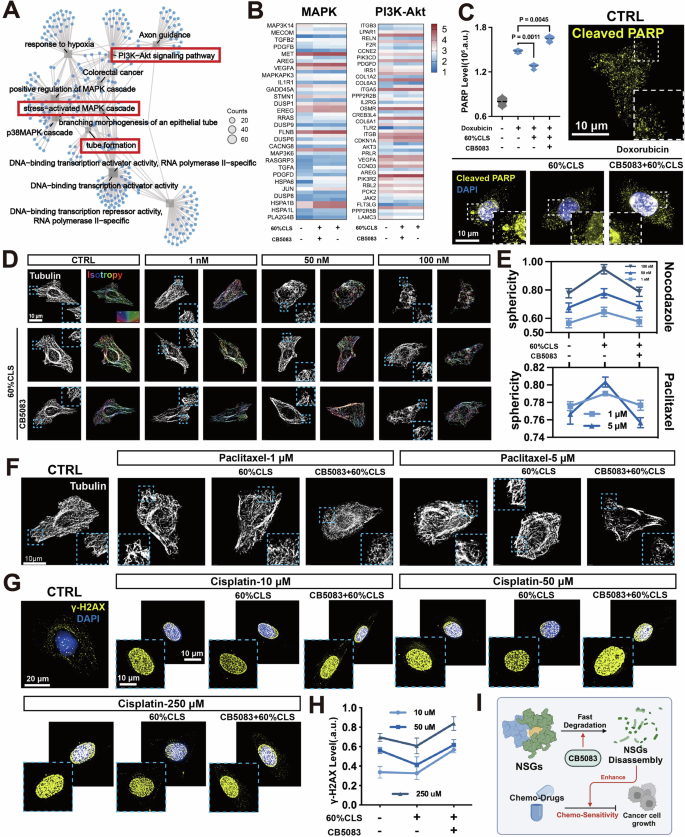 Fig. 9: NSGs-modulated chemo-plasticity.