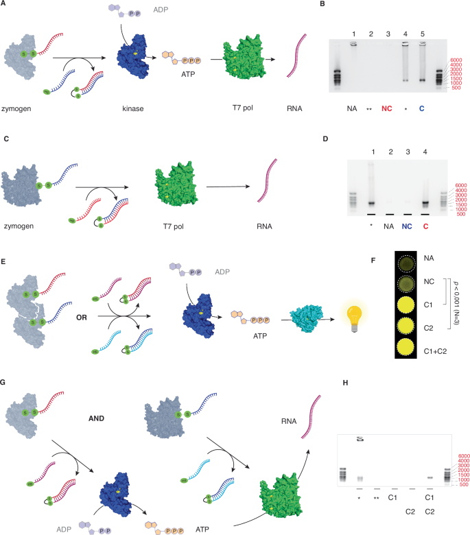 Activation of enzymatic catalysis via nucleic acid hybridization ...
