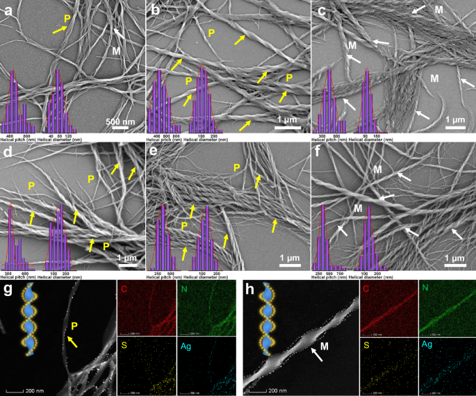 Fig. 2: The formation of helical nanoribbons triggered by chiral seeds of R- or S-Ag6, and the hierarchical evolution of helical nanoribbons with the synergistic effect of R- or S-phol.