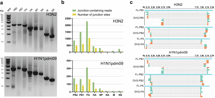 Fig. 1: Identification of DVG RNAs in conventional prepared LAIV prototypes.
