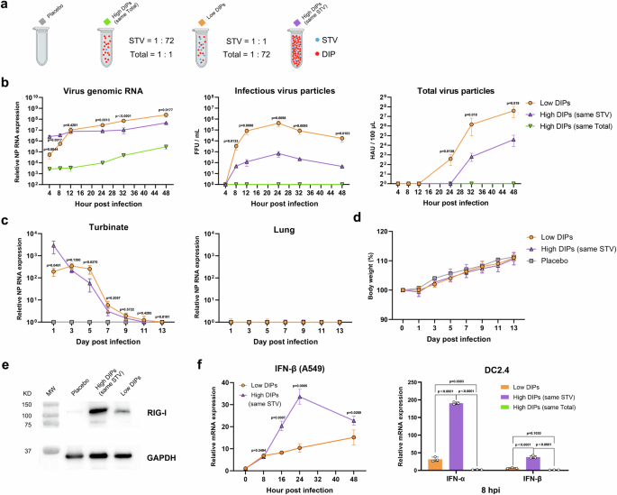 Fig. 2: Replication capacity of H3N2 LAIV prototypes with different proportions of DIPs and induced innate immune responses.