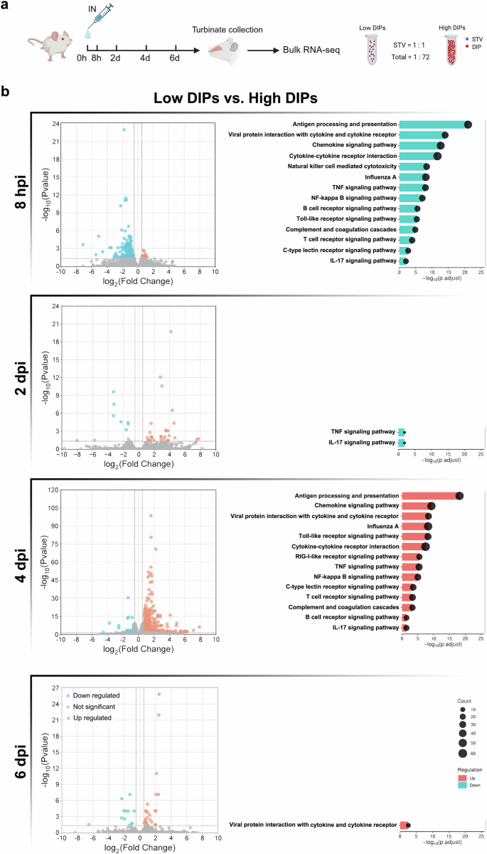 Fig. 3: Innate immune responses elicited by the inoculation of low DIPs and high DIPs LAIVs in the mouse upper respiratory tract at multiple timepoints as revealed by bulk RNA-seq.