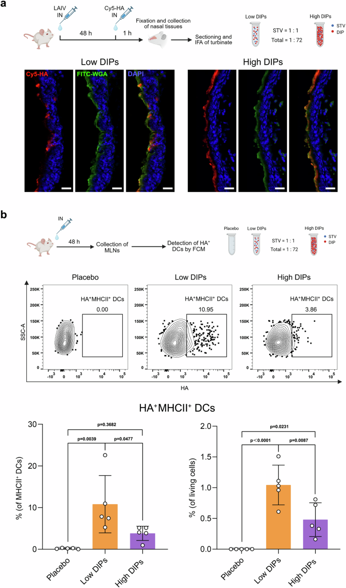 Fig. 6: Antigen uptake and presentation in the mouse respiratory tract post-inoculation of low DIPs LAIV.
