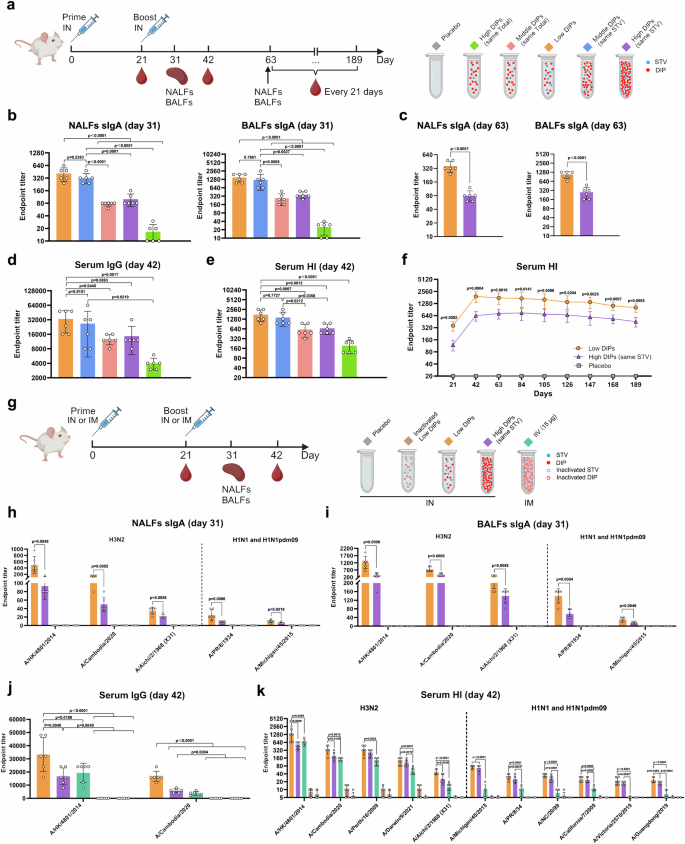 Fig. 7: Robust mucosal and humoral immune responses elicited by low DIPs H3N2 LAIV vaccination in mice.