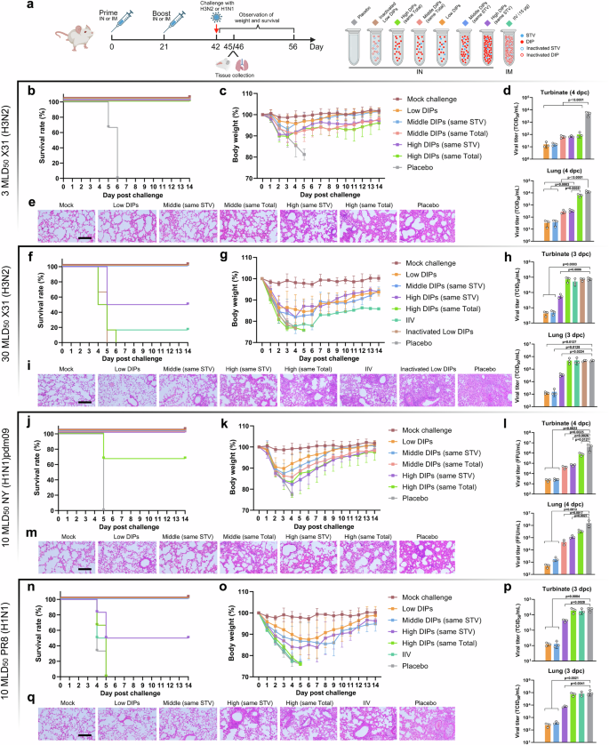Fig. 8: Cross-protection of low DIPs H3N2 LAIV vaccination against lethal challenges with the H3N2, H1N1, or H1N1pdm09 strains in mice.