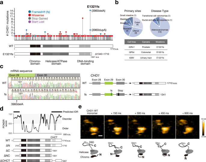 Fig. 1: E1321fs mutation encodes the C-terminal IDR-truncated CHD1.
