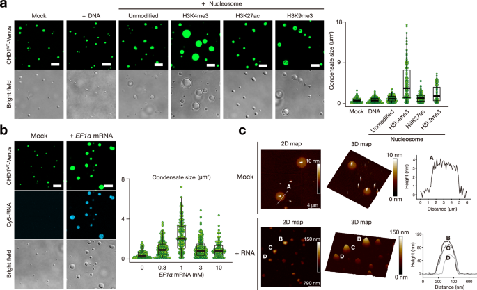 Fig. 3: H3K4me3 nucleosome and RNA stimulates CHD1 condensation.