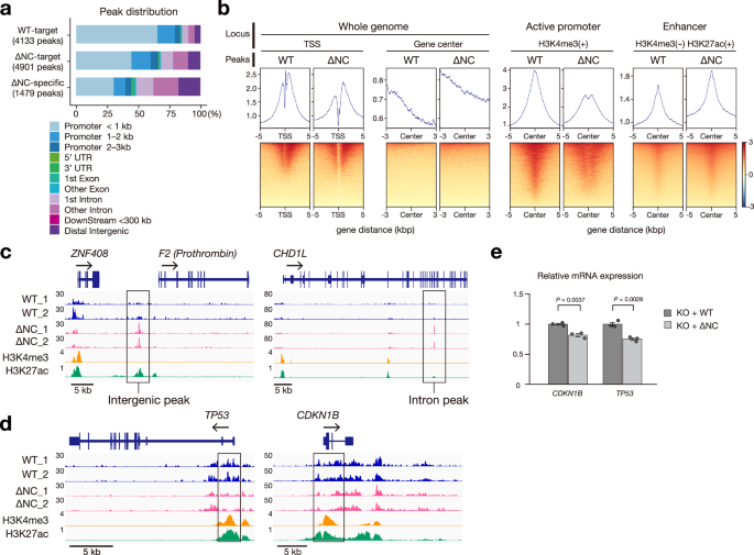 Fig. 4: IDR is necessary to recruit CHD1 to active promoters.