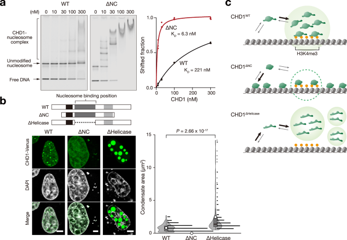 Fig. 5: IDR inhibits CHD1-binding to unmodified nucleosome.
