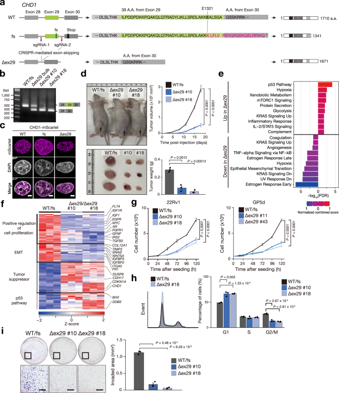 Fig. 6: The C-terminal IDR is essential for tumor suppression.