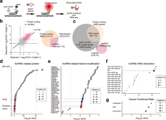Fig. 7: CHD1 condensates interact with lncRNAs associated with epigenetics and cancer.
