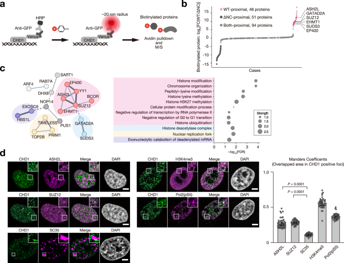 Fig. 8: CHD1 condensates interact with active and repressive histone-modifying proteins.