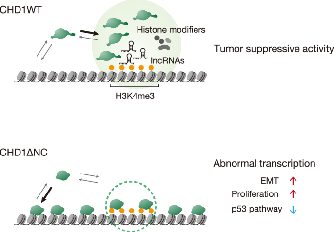 Fig. 9: Model illustrating the tumor suppressive role of CHD1 interactome.