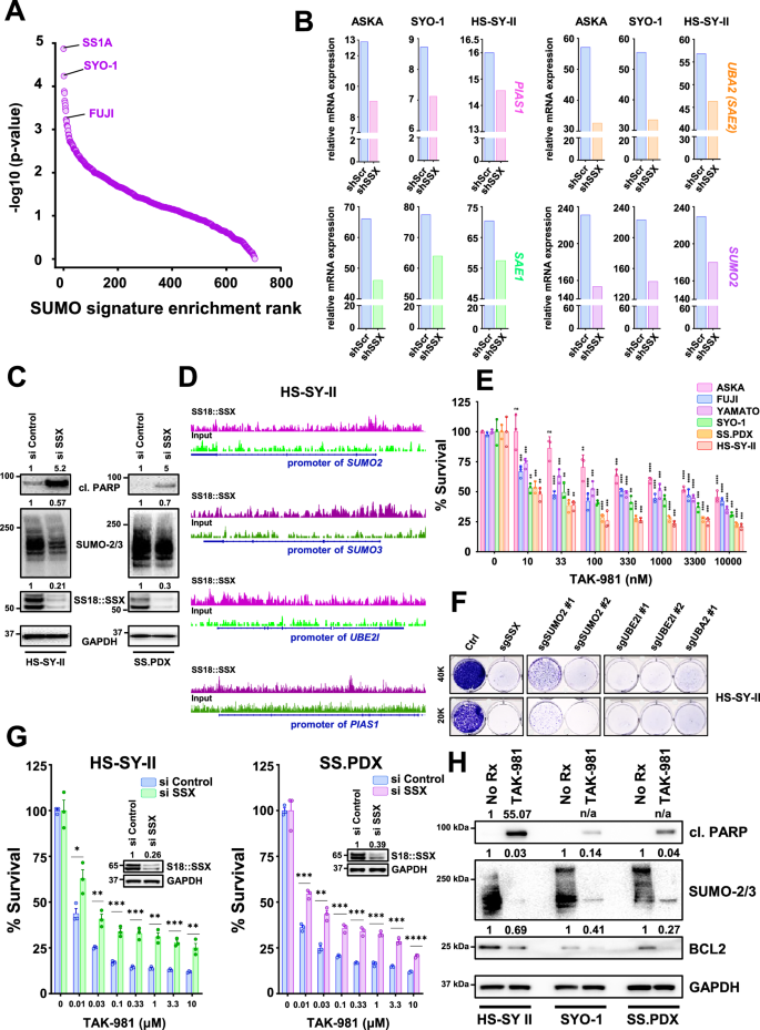 Fig. 1: Synovial sarcoma is sensitive to disruption of the SUMOylation pathway.
