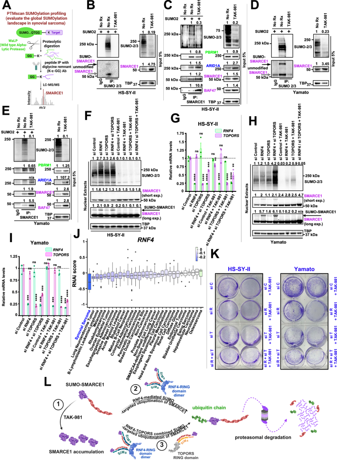 Fig. 2: TAK-981 de-SUMOylates SMARCE1, preventing its proteasomal degradation.