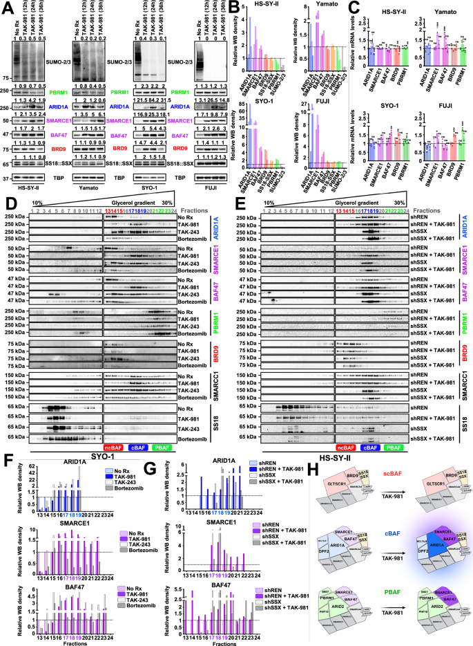 Fig. 3: SUMOylation inhibition stabilizes the cBAF complex.