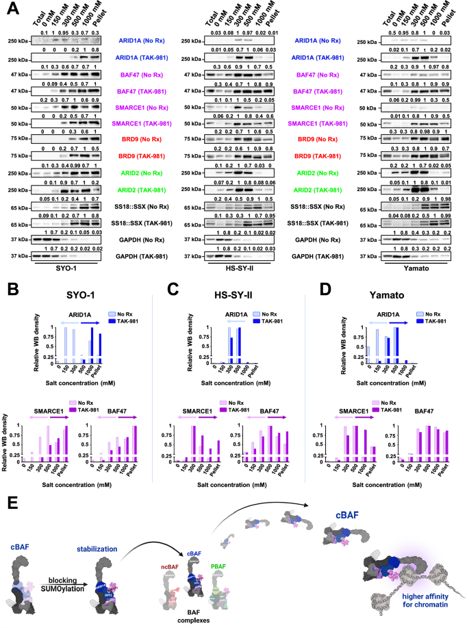 Fig. 4: TAK-981 treatment induces stronger binding of the cBAF complex to chromatin.