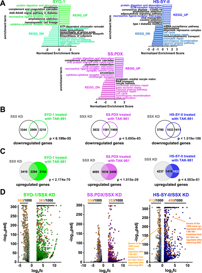 Fig. 5: Blocking SUMOylation leads to disruption of the synovial sarcoma signature and to induction of mesenchymal differentiation.
