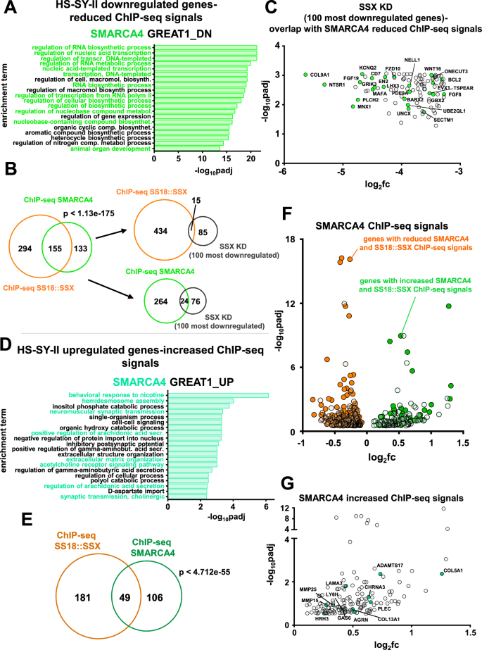 Fig. 6: The binding of BAF complexes to chromatin is responsible for many of the observed expression changes of the SS transcriptome after blocking SUMOylation.