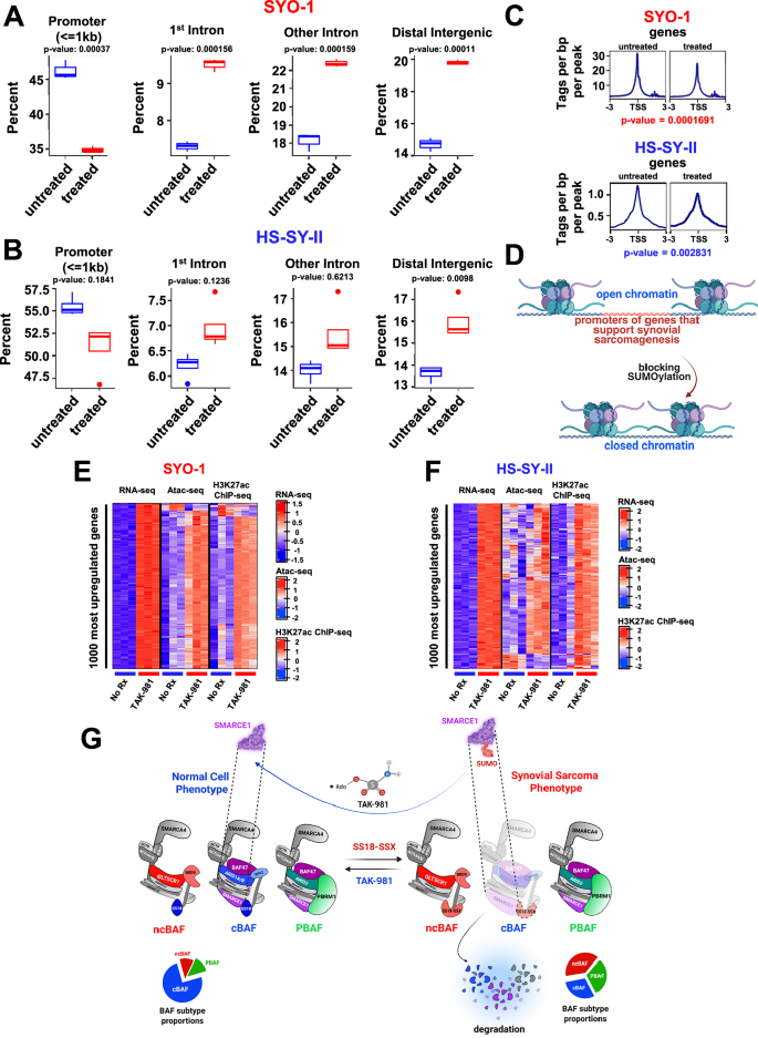 Fig. 7: Addition of TAK-981 results in loss of chromatin accessibility to promoters of the SS18::SSX transcriptome.