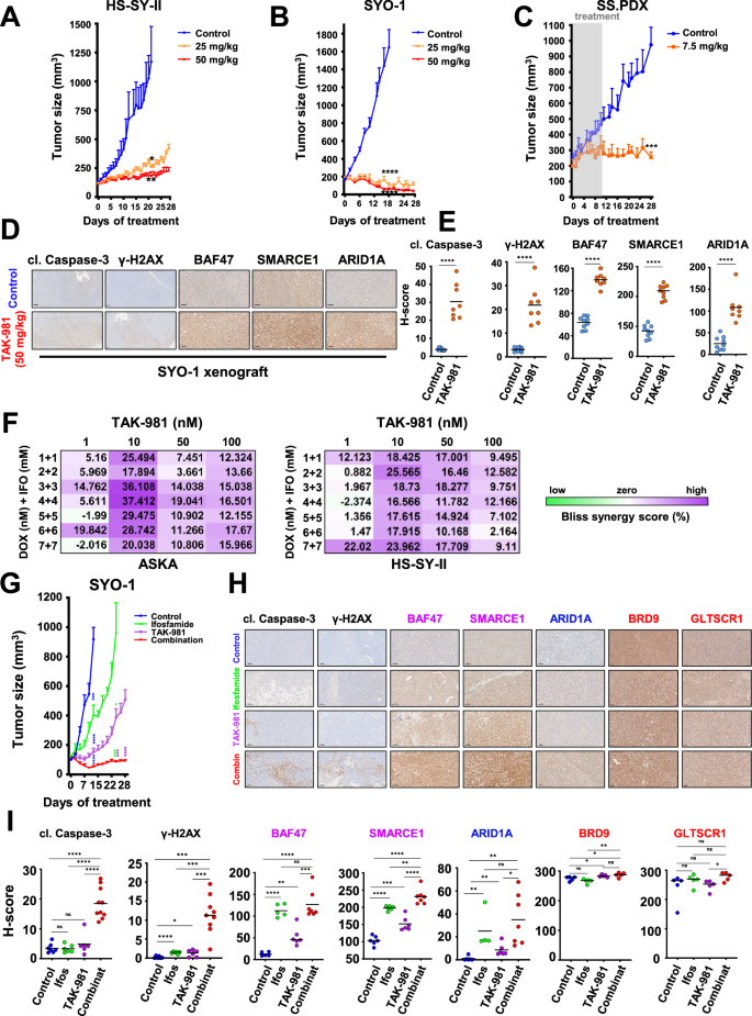 Fig. 8: TAK-981 has activity in SS in vivo and sensitizes the cancer cells to cytotoxic chemotherapy.