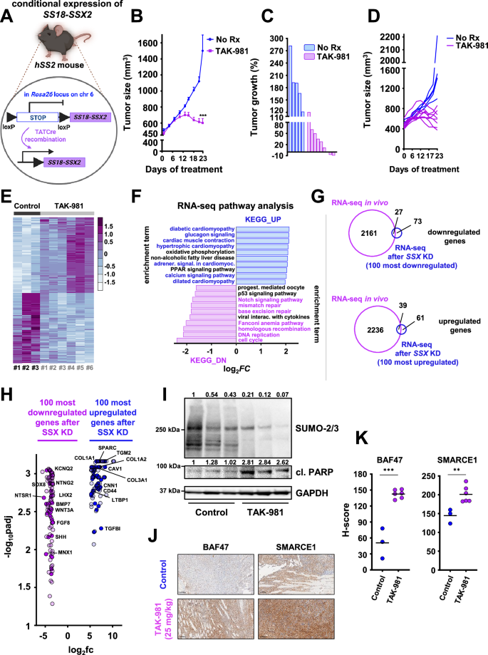 Fig. 9: TAK-981 blocks tumor growth in a mouse model with conditional SS18::SSX expression.