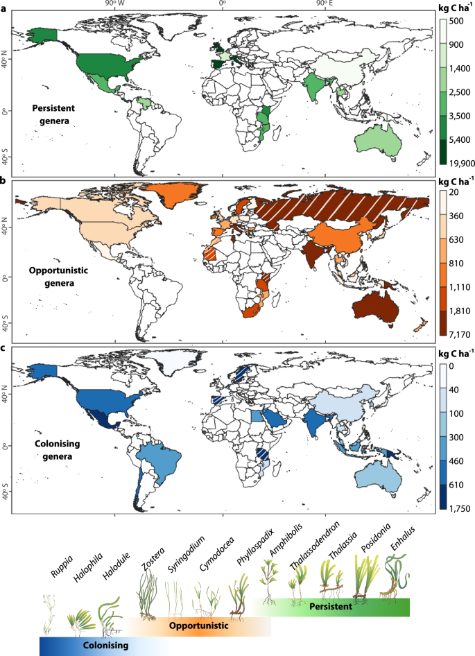 Fig. 3: Distribution of mean biomass carbon stocks per country among seagrass life-history strategies.