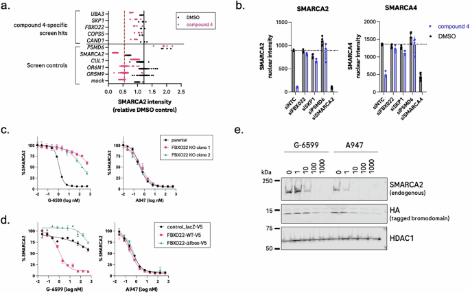 Fig. 3: FBXO22 ligase activity is required for SMARCA2/A4 degradation.