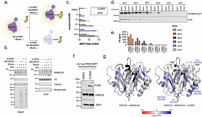 Fig. 4: SMARCA2 monovalent degraders recruit FBXO22.