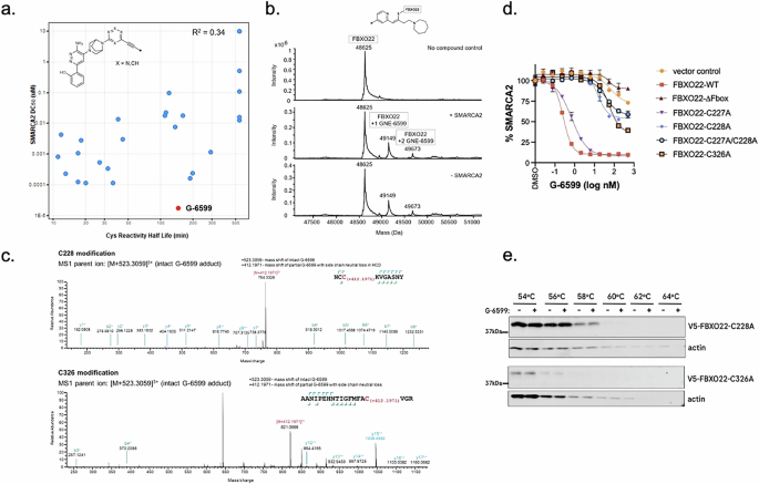 Fig. 5: The recruitment of FBXO22 by G-6599 involves FBXO22 cysteine modification.