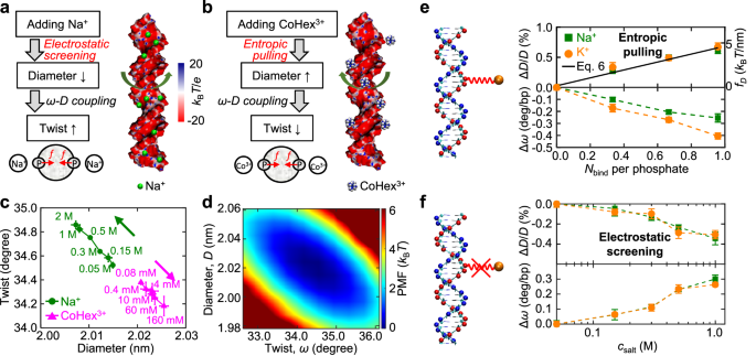 Fig. 4: Mechanisms for DNA diameter and twist changes.