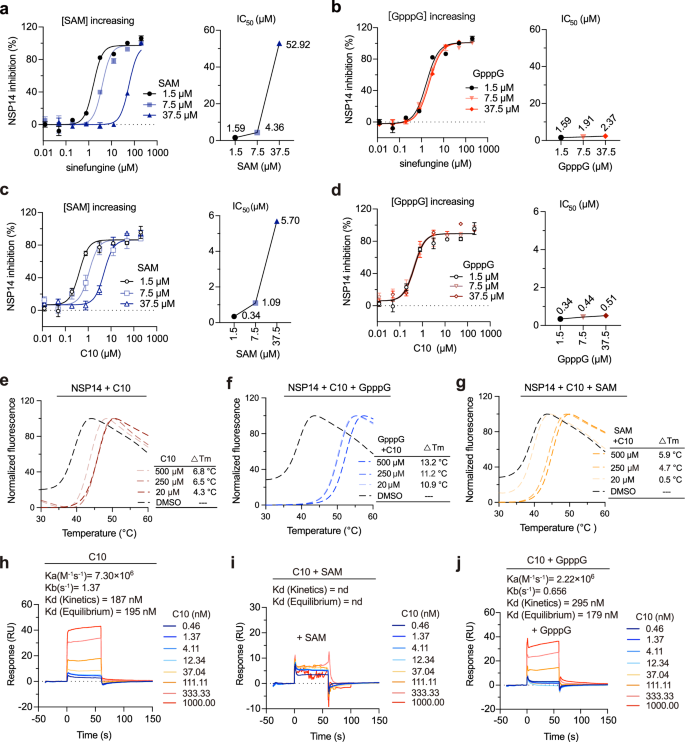 Fig. 2: Characterization of the binding mode of C10 to SARS-CoV-2 NSP14.