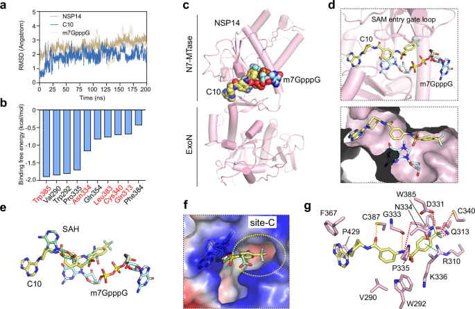 Fig. 3: The structural understanding of the binding of compound C10 to NSP14.