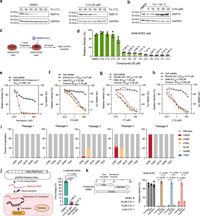 Fig. 5: Evaluation of anti-viral activity in cell-based models.
