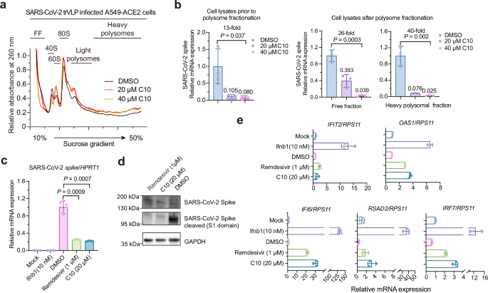 Fig. 6: C10 suppresses viral translation and modulates host responses.